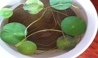 怎么种植碗莲 怎样种植碗莲花