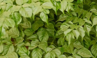 幸福树枯萎了怎么办 幸福树快枯萎了有救吗