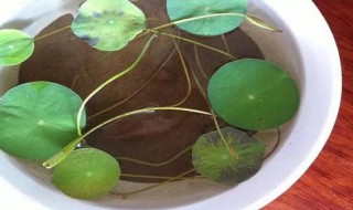 碗莲怎么水培种植（纯水培碗莲的种植方法）