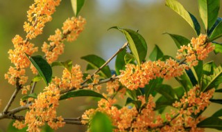 桂花树上可以嫁接其它果树吗 桂花树可不可以嫁接