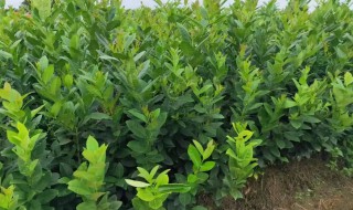 香水柠檬怎么种植 香水柠檬怎么种植才结果