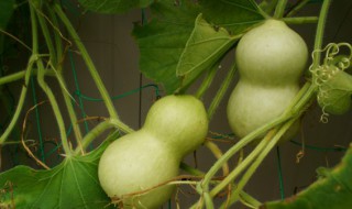 葫芦怎么种植几月份 葫芦一般几月种植