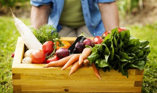 荠菜怎么种植 荠菜的种植时间