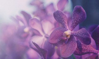 怎么种植蝴蝶兰 蝴蝶兰种植方法和技巧