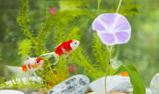 鱼缸水草怎么种植 鱼缸水草怎样种植