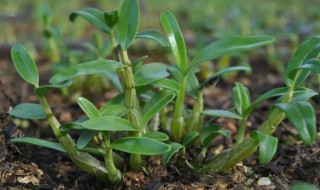 鲜石斛发芽怎么种植（石斛的种植方法及繁殖几个月才发芽）