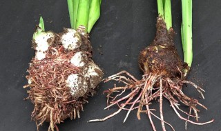 朱顶红种子怎么种植 怎样种朱顶红