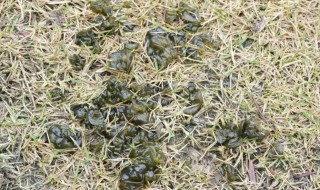 地皮菜怎么种植 地皮菜怎么生长的