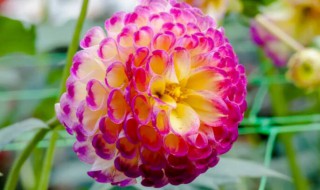 大丽花怎么种植（大丽花怎么种植图片）