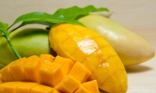 芒果仔怎么种植 芒果苗怎么栽种