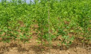 银杏树怎么种植(银杏树怎么种植成活率高)