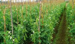 荷兰豆怎么种植 荷兰豆怎么种植产量高