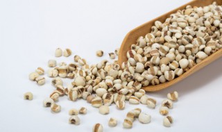 薏米怎么种植（薏米的种植时间）