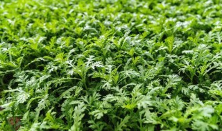 茼蒿怎么种植（小叶茼蒿怎么种植）