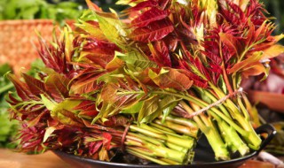 香椿怎么种植技术（香椿怎么种植技术视频）