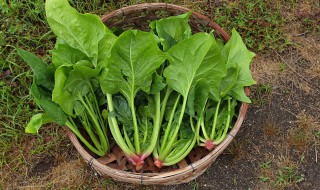 菠菜怎么种植容易发芽（菠菜如何种植可以提高发芽率）