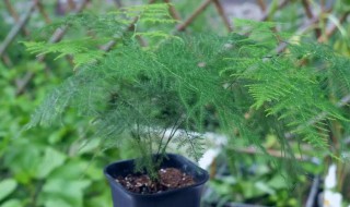 文竹怎么种植（文竹怎么种植?）