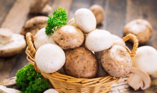 平菇怎么种植的 平菇怎么种植?