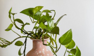 绿萝怎么种植方法 绿萝怎么种植方法图解