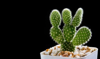 仙人球怎么种植（金虎仙人球怎么种植）