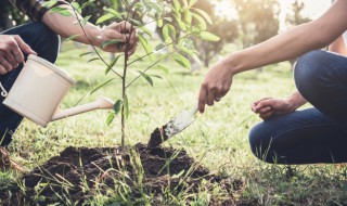 桉树怎么种植（桉树怎么种植技术）