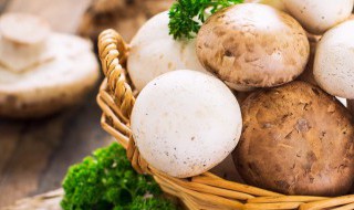 蘑菇是怎么种植的（蘑菇是怎么种植的?）