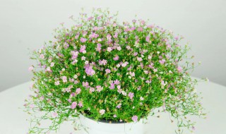 满天星种子怎么种植 满天星种子怎么种植方法