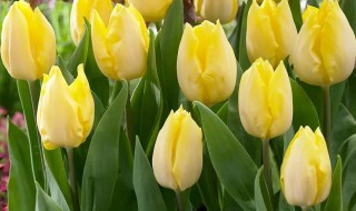 怎么种植郁金香 怎么种植郁金香种子