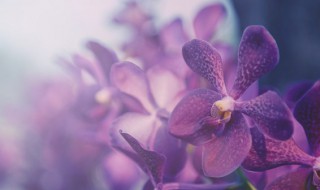 吊兰怎么种植(吊兰发出的小吊兰怎么种植)