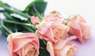 月季怎么种植（藤本月季怎么种植）