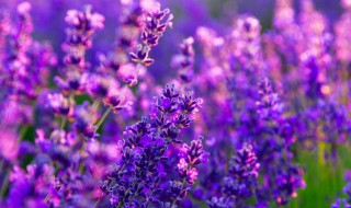 薰衣草怎么种植(薰衣草怎么种植盆栽)