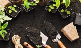 覆盆子怎么种植 野生覆盆子怎么种植