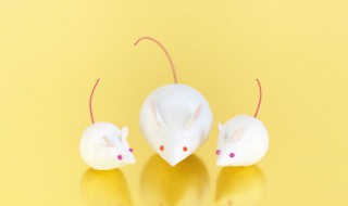 怎么判断家里有没有老鼠 怎么判断家里有没有老鼠窝