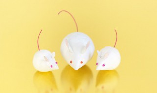 家里有老鼠找不到怎么办（家里有老鼠找不到怎么办?）