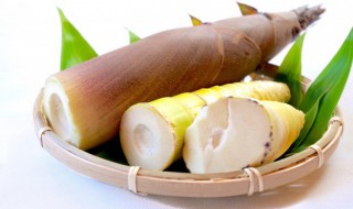 竹笋怎么种植 迷你世界竹笋怎么种植