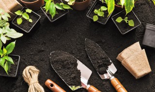 莺萝花怎么种植(莺萝花种子怎么种)