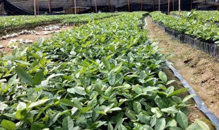 土茯苓怎么种植（土茯苓怎么种植采收简单）