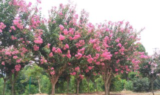 紫薇树怎么种植 紫薇树怎么栽