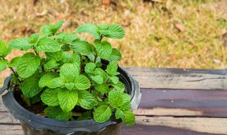 薄荷种子怎么种植（薄荷种子怎么种植要不要泡）
