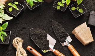 凤梨怎么种植 凤梨怎么种植方法家庭