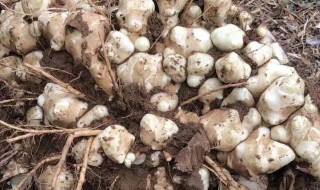 洋姜怎么种植（洋姜怎么种植方法）