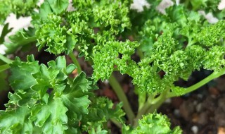 香草怎么种植方法（香草种植技术）