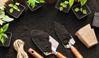 迷你对叶水草怎么种植（迷你对叶可以泡在水中种植）