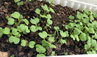 鸡毛菜种子怎么种植 鸡毛菜种子长啥样