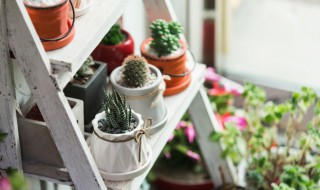 山乌龟种植怎么分盆 山乌龟的繁殖方法