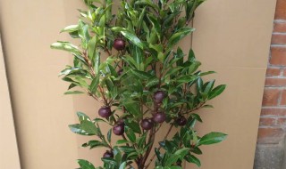 山竹苗怎么种植(山竹苗怎么种植方法)