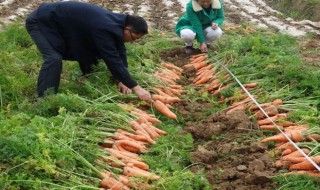 红萝卜怎么种植方法 红萝卜怎么种植方法视频