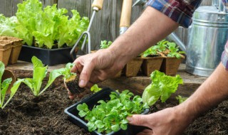 阳台种菜怎么种(阳台种菜怎么种的好)