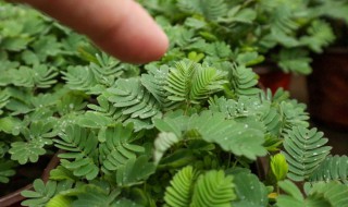 害羞草怎么种植 含羞草怎么种植种子