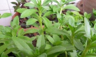 田七菜怎么种（田七菜种植技术视频）